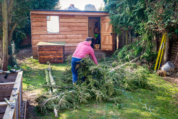 Male tree surgeon collecting fallen branches cut from trees in back garden of residential house.