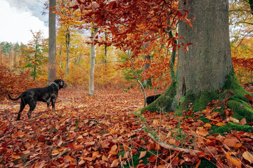 Czarny pies  w kolorowym jesiennym lesie. Leśny krajobraz w jesiennych pomarańczowo-złotych kolorach. - obrazy, fototapety, plakaty