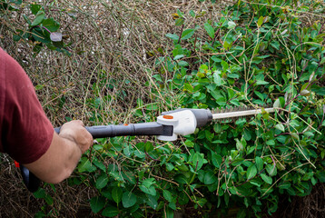 Male garden worker using hedge trimmers to cut branches from overgrown hedge in back yard garden. 