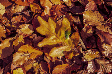 Opadłe i zwiędłe pomarańczowe liście. Jesienna tekstura. 