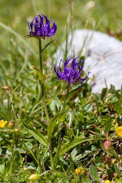 The round-headed rampion, Pride of Sussex (Phyteuma orbiculare) blooms on an alpine meadow in the Alps, Austria