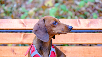 Dachshund dog in outdoor. Beautiful Dachshund sitting in the wooden bench. Standard smooth-haired dachshund in the nature
