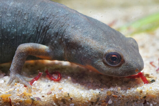 Closeup on an adult of the endangered Chinese endemic Fuding fire belly newt, Cynops fudingensis