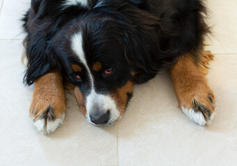 Sad dog bernese mountain dog lies on the floor