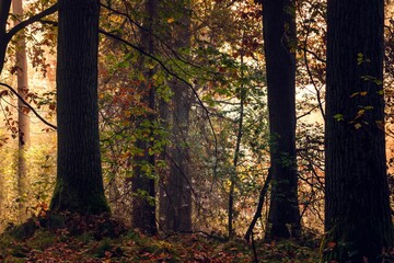 Jesienny las pełen kolorów, mgieł i promieni słońca © Michal45