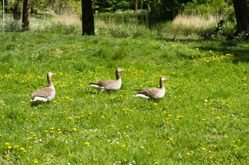 Three geese in a green grass pasture