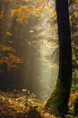 Jesienny las pełen kolorów, mgieł i promieni słońca © Michal45