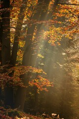 Jesienny las pełen kolorów, mgieł i promieni słońca