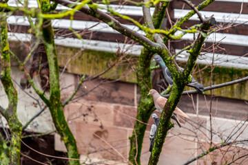 Fototapeta premium Group of various common pigeons resting on a tree branch in Nuremberg, Germany