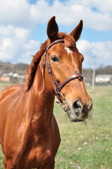 Naklejka premium portrait of a horse