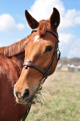 Obraz premium portrait of a horse