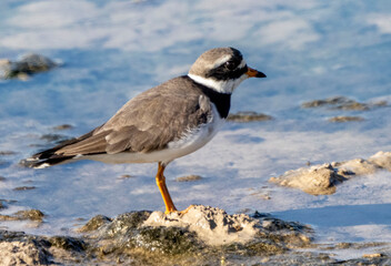 Aves en marismas y humedales