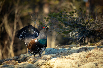 Wild Capercaillie in the forest in Finland