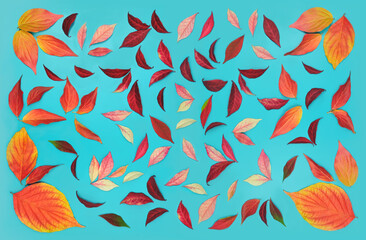 Colorful pattern  from red ,burgundy , and orange colors autumn fallen leaves of Bottlebrush...