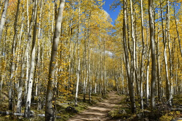 Autumn colors along a trail
