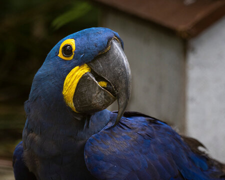 Blue Macaw