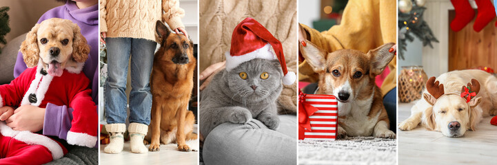 Collage with people and cute animals at home on Christmas eve