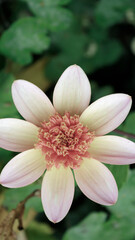 pink and yellow and white flower in the garden as natural mobile wallpaper background, vertical phone wallpaper in natural style