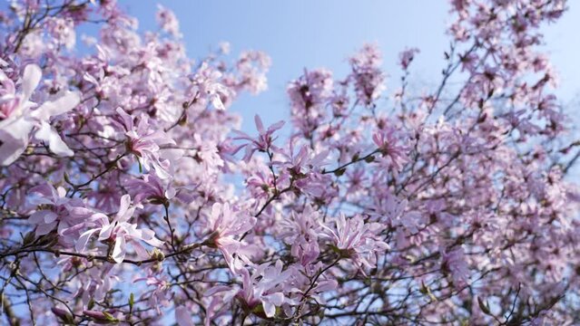Spring Season. Closeup cherry blossom pink flowers springtime from bellow