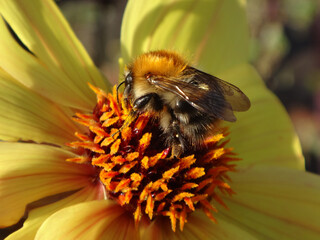 Small bumble bee, common carder bee (Bombus pascuorum), feeding on a yellow dahlia flower - close-up