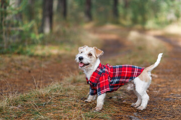 A small wire-haired dog of the Jack Russell Terrier breed in a red plaid shirt stands in a green forest on the road. Blurred background for the inscription