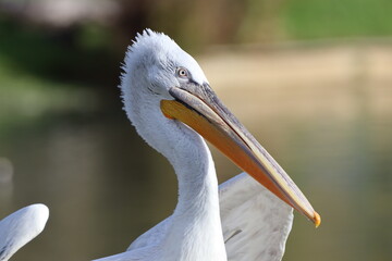 Dalmation Pelican (Pelecanus crispus) Largest of the Pelicans.	