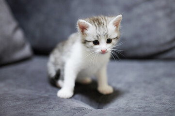 Fototapeta na wymiar Portrait of cute white small kitty