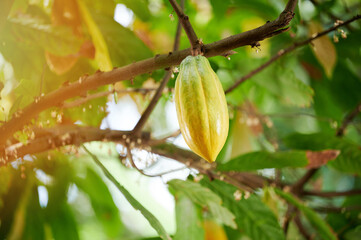 One yellow cacao pod