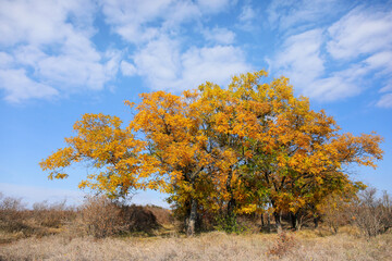 Naklejka premium View of beautiful trees with yellow leaves on autumn day