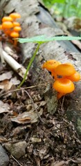 little orange cap mushrooms in nature on tree on Appalachian Trail hike