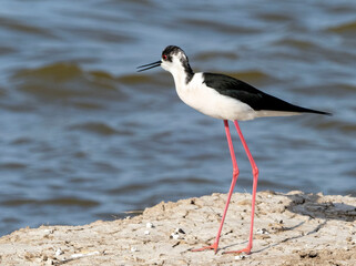 Aves en las marismas y humedales 