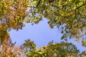 Golden maple leaves in sunlight under a clear blue sky on an autumn day. Beautiful natural background of autumn leaves on tree branches. Bottom view, copy space