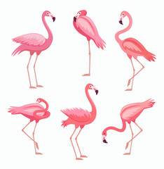 Flamingo in different poses cartoon illustration set. Beautiful pink bird standing on one leg. Side view of exotic tropical bird isolated on white background. Wildlife animal concept
