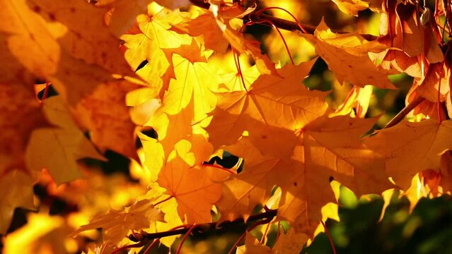 Golden Sycamore tree leaves in Autumn 