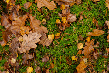 Leaves fallen from the trees at the moss texture.