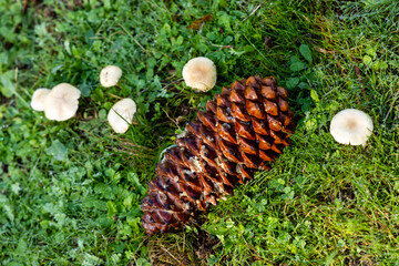 wild mushroom in the Sierra de Guadarrama mountains in Madrid, Spain