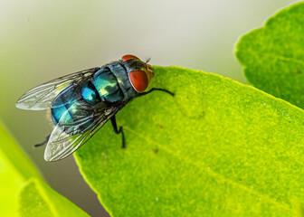 A oriental Latrine fly sitting