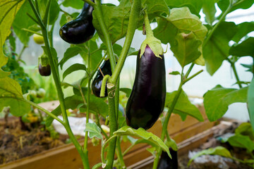 Aubergine eggplant plants in greenhouse with high technology. Aubergine eggplants in plantation...