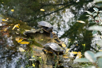 View on two red-eared slider turtles resting on the submerged tree trunk in the lake. Focus is on the foreground. In the water are also some leaves.