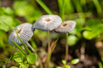 wild mushroom in the Sierra de Guadarrama mountains in Madrid, Spain