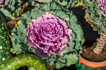 Purple osaka cabbage on a sunny day. An ornamental cabbage with beautifully colored wavy leaves,...
