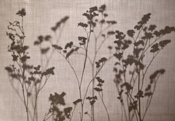 Abstract neutral background, minimalism. Dry herbs behind a cotton fabric. Shadows, silhouettes of plants on a beige background.