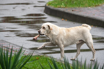 Mongrel abandoned Central Asian Shepherd Dog alabay go with big bone on street summertime.