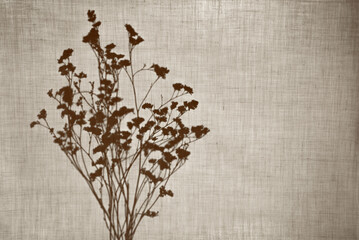 Abstract neutral background, minimalism. A silhouette from dry plants behind a cotton fabric. Shadows of branches on beige background with copy space.