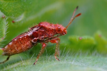 Closeup on an adult scentless Rhopalid plant bug, Rhopalus subrufus in the garden