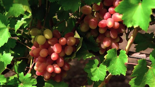 Agricultural Industry.Vineyard.Close up of a Branch of Ripe Red Grapes. Wine Grapes Harvest