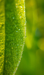 green leaf with water drops