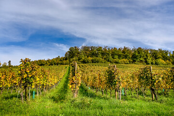 Arlesheim, Weinberg, Weinrebe, Weinbauer, Schloss Birseck, Burg, Weinstock, Herbstfarben, Wanderweg, Herbstlaub, Herbst, Baselland, Birstal, Schweiz