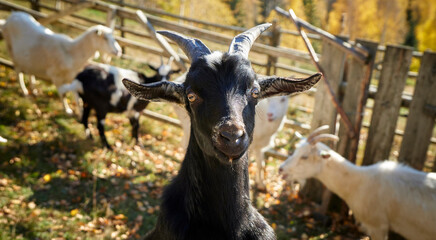 Black goat on the field in mountains looking straight into the camera. Portrait of a cute young black goat at the farm.