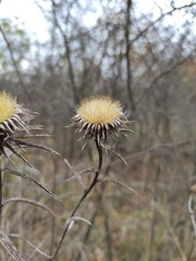 thistle in the field 